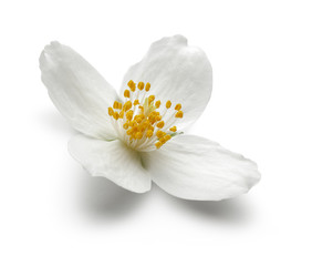 White jasmine flowers