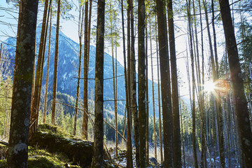 Der Zauberwald beim Hintersee, Berchtesgadener Land