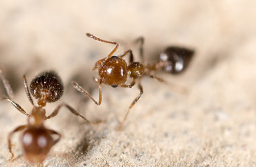 Ants on the ground