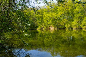 Lake in green forest