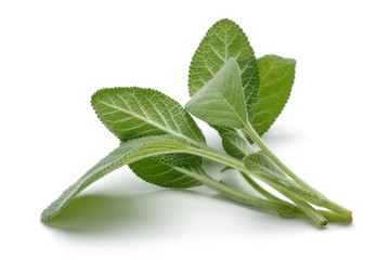 Fresh sage leaves