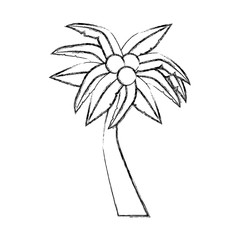 tropical tree palm with coconuts vector illustration design
