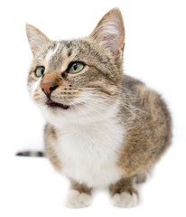 Portrait of a cat on a white background