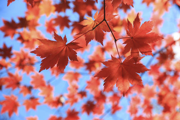 Red maple leaves on blue sky background