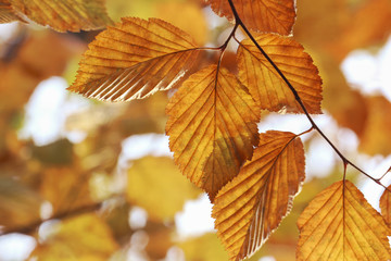 Yellow autumn leaves