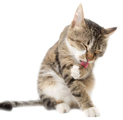 Cat washed on white background