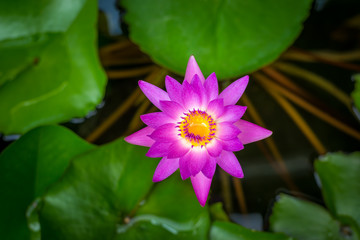 Nymphaea lotus linn. Nymphaeaceae