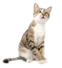 Portrait of a cat on a white background