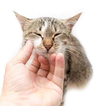 Man caresses a cat on a white background
