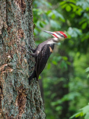 The pileated woodpecker (Dryocopus pileatus)   is pecking at the tree
