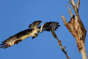 Obraz premium Osprey flying with fish