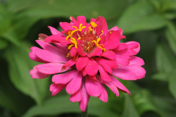 Pink Flower.