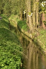 Fototapeta premium La Woluwe et ses berges en bois en pleine nature au printemps en aval du moulin à eau de Lindekemale à Woluwe-St-Lambert 