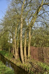 Fototapeta premium Arbres au printemps sur les berges de la Woluwe derrière le Slot à Woluwe-St-Lambert 