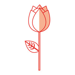 cute rose isolated icon vector illustration design