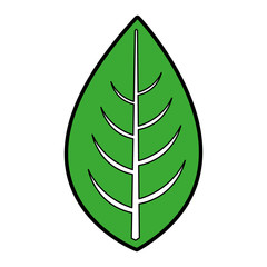 leaf plant seasonal icon vector illustration design