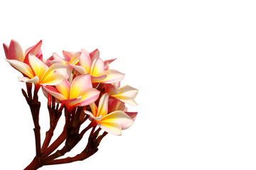 yellow pink plumeria or frangipani tropical flowers isolated on white background with copy space