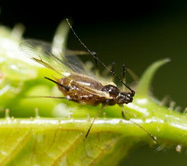 A small aphid on a green plant