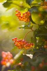 Berries of red viburnum on a beautiful background.Selective soft focus