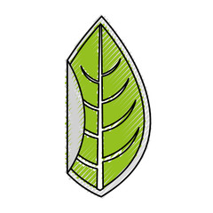 leaf plant seasonal icon vector illustration design
