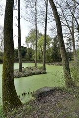 La grande marre couverte de micro-organismes au printemps avec son ilot à trois arbres près du...