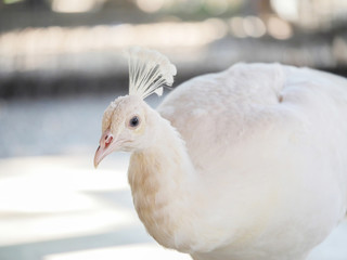 Close up n white peacock head