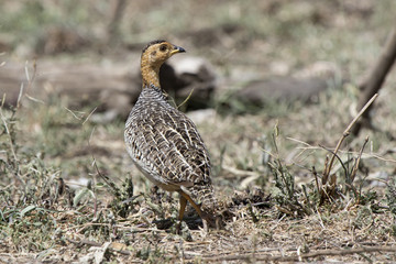 Coqui francolin walking through the dried savannah on a hot day