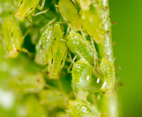 A small aphid on a green plant