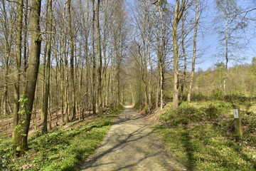 Petite route pavée et étroite au milieu des hêtres de la forêt de Soignes au printemps