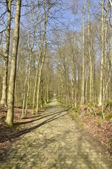 Petite route étroite et pavée au milieu des hêtres dénudés de la forêt de Soignes à l'est de Bruxelles