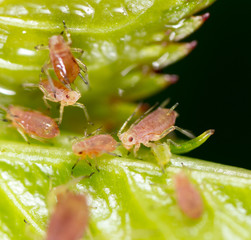 A small aphid on a green plant