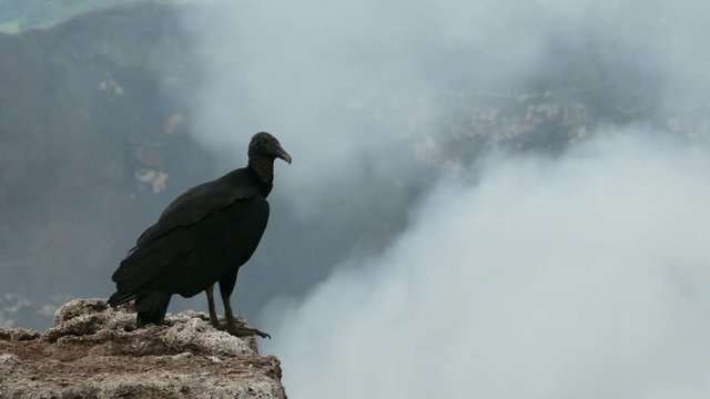 A vulture on the edge of the Masaya volcano