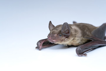 small bat in front of white background, close up studio shot with copy space.
