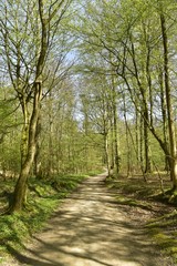 Chemin entre les jeunes hêtres à la forêt de Soignes à l'est de Bruxelles