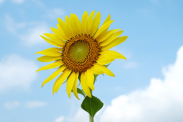 single bright sunflower with sky background