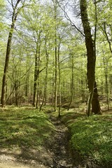 Lit d'un ru asséché à la forêt de Soignes à l'est de Bruxelles 