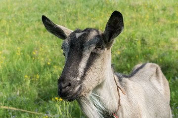 Mountain goat grazes on a spring lawn