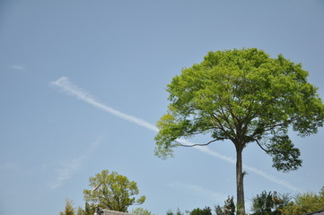大きな木と飛行機雲