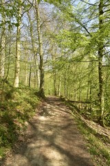 Fototapeta na wymiar Chemin en pente sur un talus à la forêt de Soignes à l'est de Bruxelles 