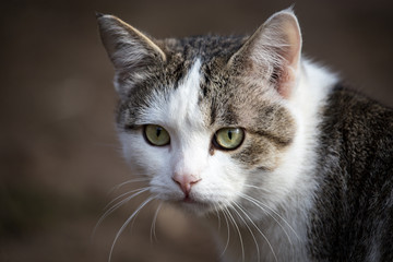 Cat walks on nature in the spring