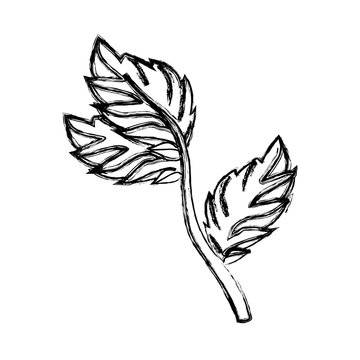 Mint plant leaves icon vector illustration graphic design