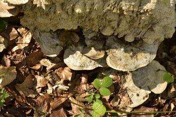 Champignons plats poussant sur une souche en décomposition à la forêt de Soignes à l'est de Bruxelles 