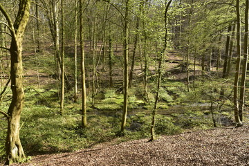 Ruisseau au fond d'une des vallées à la forêt de Soignes à l'est de Bruxelles