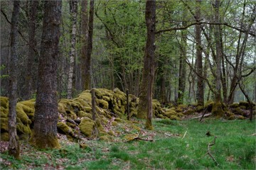 Swedish forest