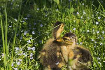 Beautiful little ducklings in the green grass