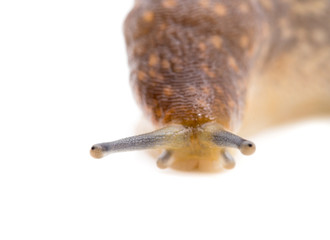 Slug snail on white background