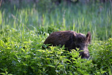 Wild boar - Sus scrofa. Wilderness. Walking in nature still life, marsh. Dense forest trees, reeds and grass, wild landscape. The natural scenery of Slovakia, Europe. Wildlife.