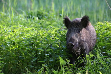 Wild boar - Sus scrofa. Wilderness. Walking in nature still life, marsh. Dense forest trees, reeds and grass, wild landscape. The natural scenery of Slovakia, Europe. Wildlife.