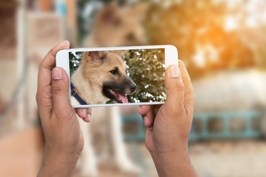 man using smartphone taken dog sitting photo with blurred and sunlight background
