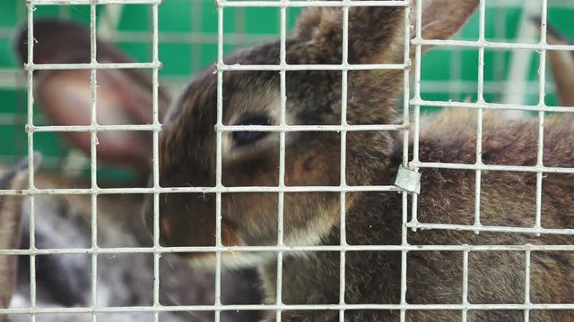 Cute brown bunny rabbit feeding in cage, domestic pet animals theme